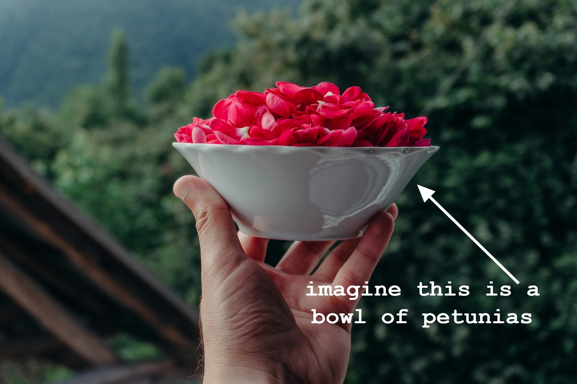 Hand holding bowl of red rose petals outdoors